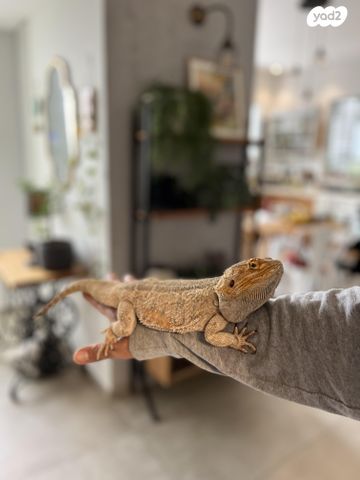 תמונת מודעה - חיות מחמד