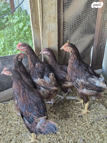 תמונת מודעה - חיות מחמד