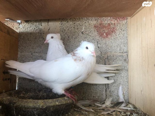 תמונת מודעה - חיות מחמד