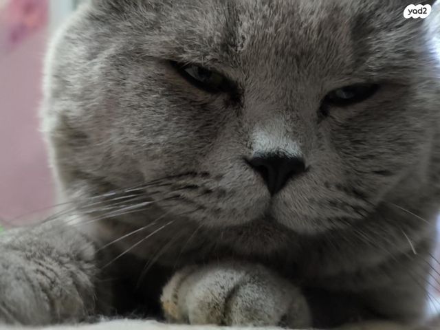 תמונת מודעה - חיות מחמד