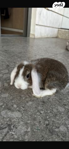 תמונת מודעה - חיות מחמד