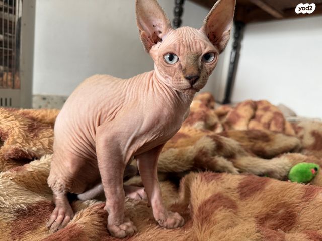 תמונת מודעה - חיות מחמד