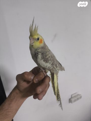 תמונת מודעה - חיות מחמד