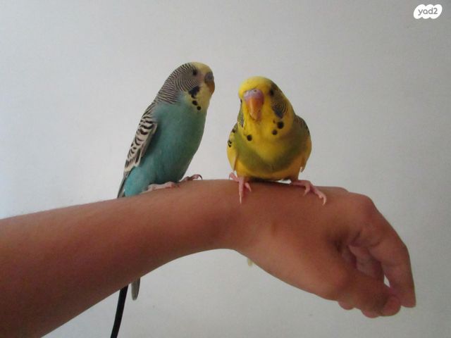 תמונת מודעה - חיות מחמד