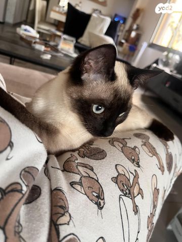 תמונת מודעה - חיות מחמד