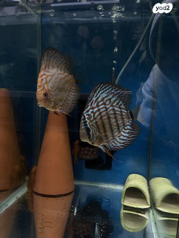 תמונת מודעה - חיות מחמד