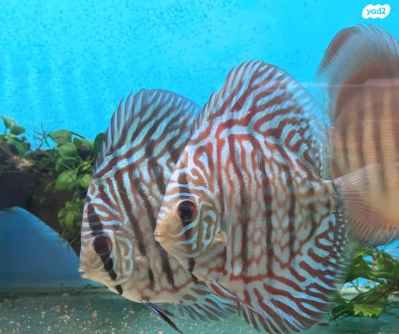 תמונת מודעה - חיות מחמד