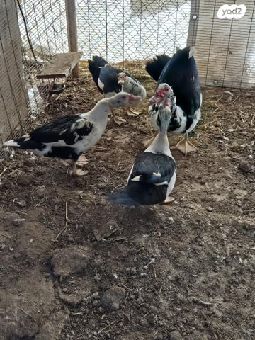 תמונת מודעה - חיות מחמד