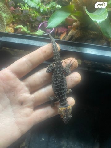 תמונת מודעה - חיות מחמד