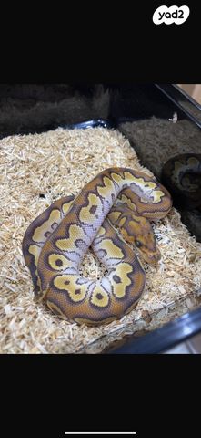 תמונת מודעה - חיות מחמד