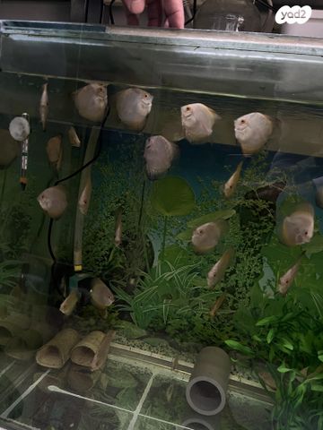 תמונת מודעה - חיות מחמד