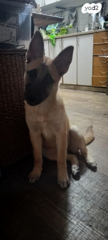 תמונת מודעה - חיות מחמד