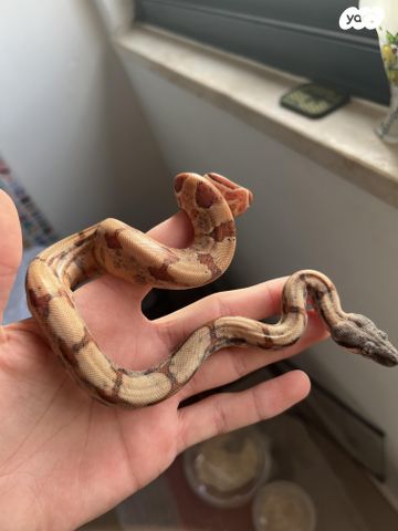 תמונת מודעה - חיות מחמד