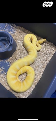 תמונת מודעה - חיות מחמד