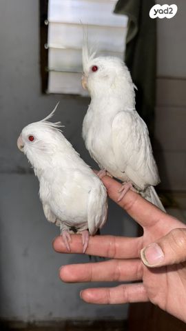 תמונת מודעה - חיות מחמד