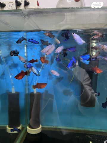 תמונת מודעה - חיות מחמד