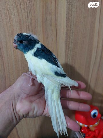 תמונת מודעה - חיות מחמד