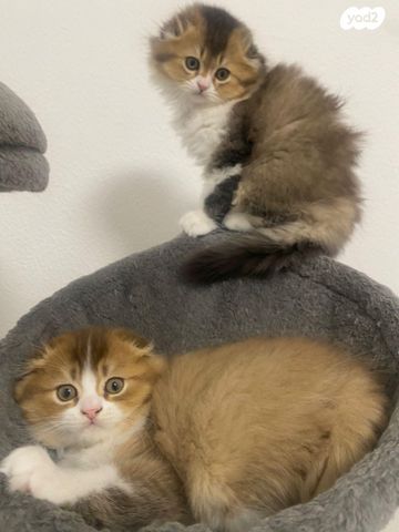 תמונת מודעה - חיות מחמד