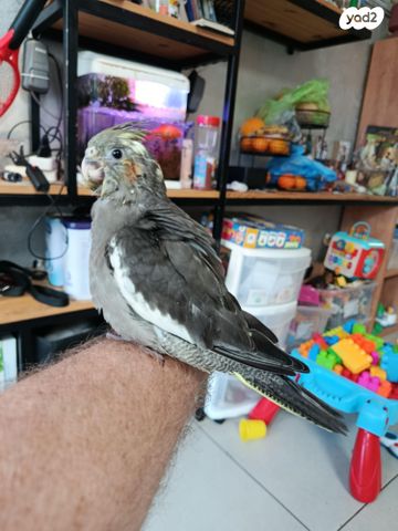 תמונת מודעה - חיות מחמד