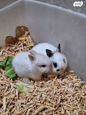 תמונת מודעה - חיות מחמד