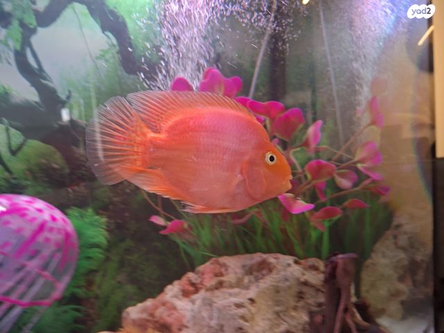 תמונת מודעה - חיות מחמד