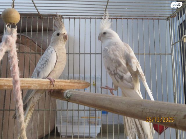 תמונת מודעה - חיות מחמד