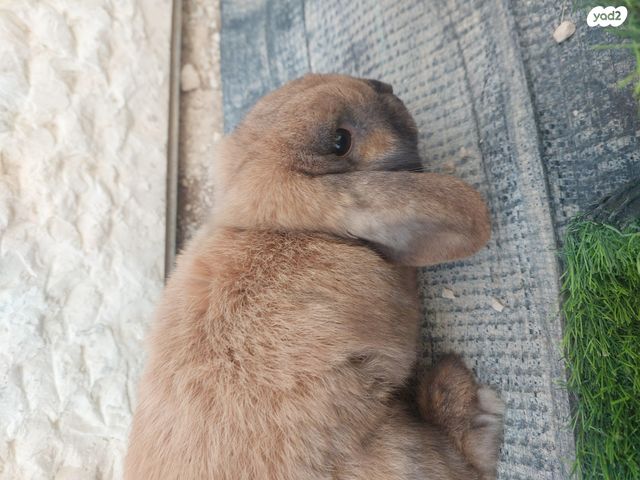 תמונת מודעה - חיות מחמד