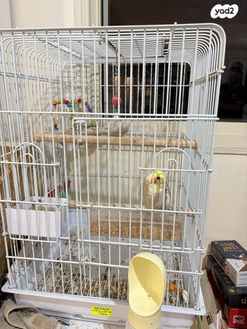 תמונת מודעה - חיות מחמד