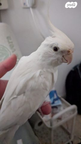 תמונת מודעה - חיות מחמד