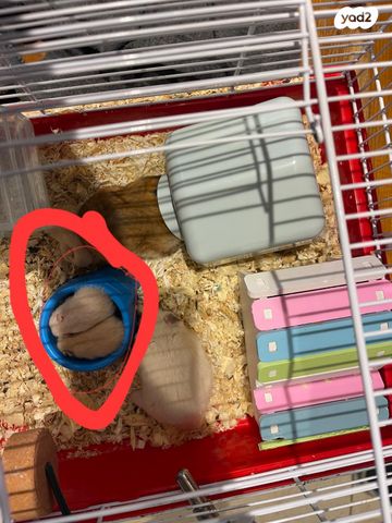 תמונת מודעה - חיות מחמד