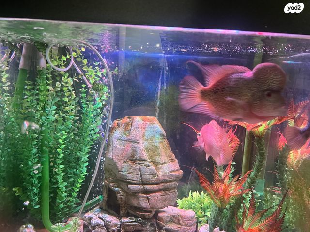 תמונת מודעה - חיות מחמד