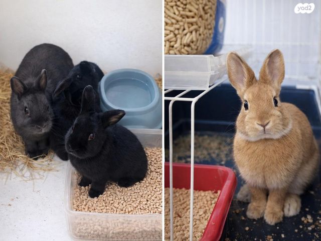 תמונת מודעה - חיות מחמד