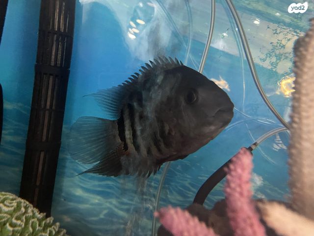 תמונת מודעה - חיות מחמד