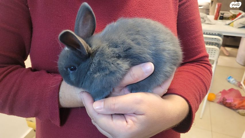 תמונת מודעה - חיות מחמד