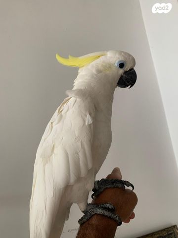 תמונת מודעה - חיות מחמד