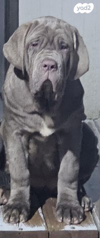 תמונת מודעה - חיות מחמד