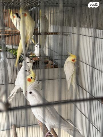 תמונת מודעה - חיות מחמד