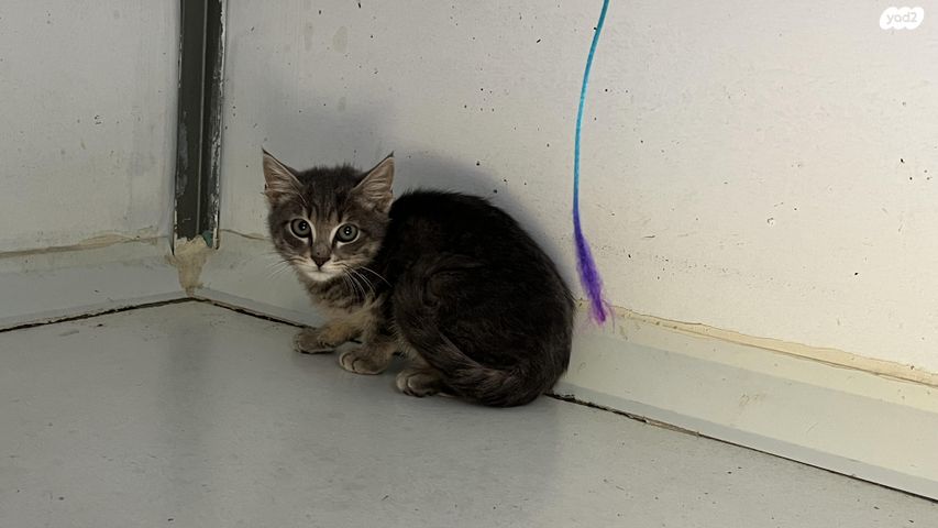 תמונת מודעה - חיות מחמד