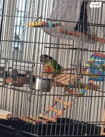 תמונת מודעה - חיות מחמד