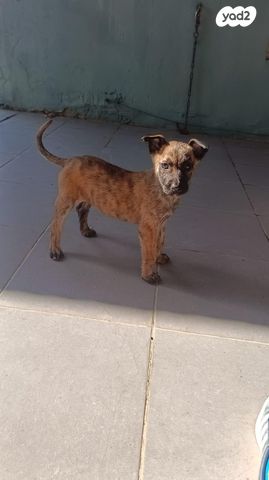 תמונת מודעה - חיות מחמד