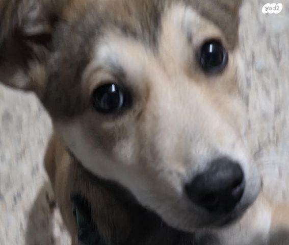 תמונת מודעה - חיות מחמד