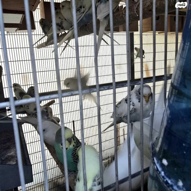 תמונת מודעה - חיות מחמד