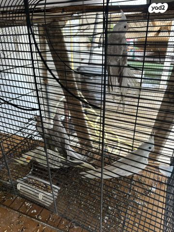 תמונת מודעה - חיות מחמד