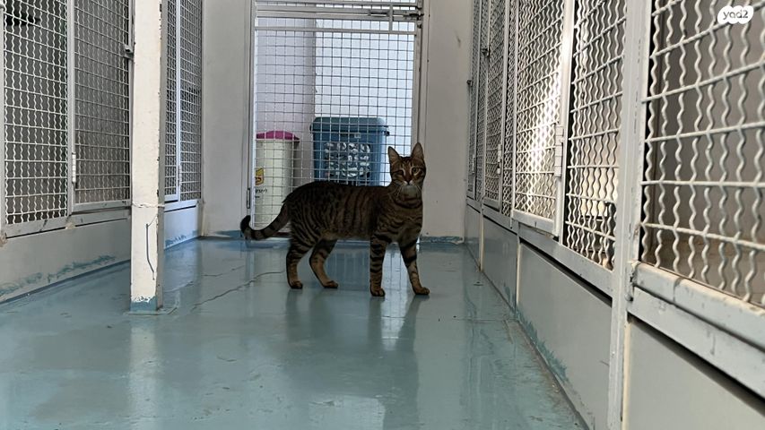 תמונת מודעה - חיות מחמד