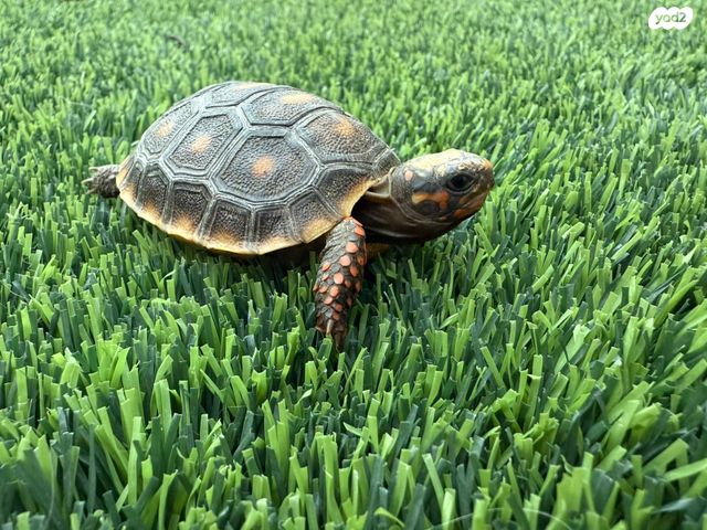 תמונת מודעה - חיות מחמד