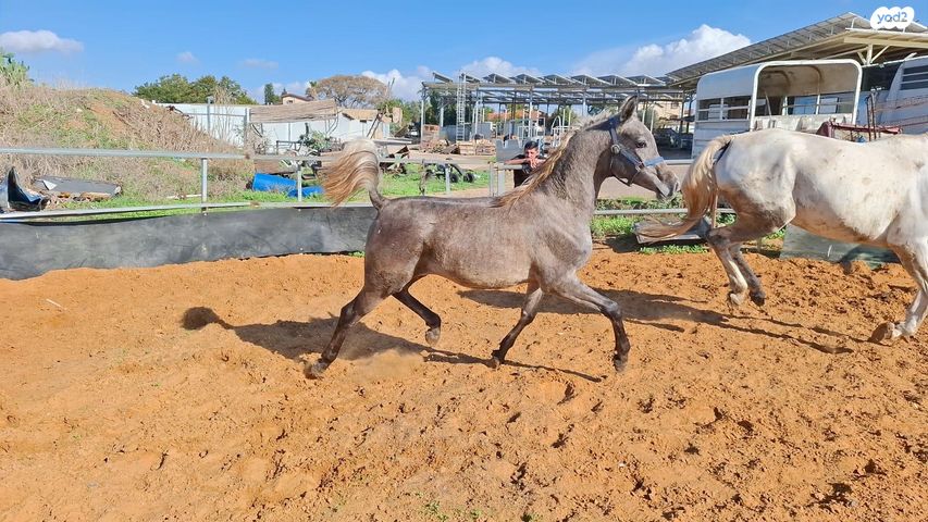 תמונת מודעה - חיות מחמד