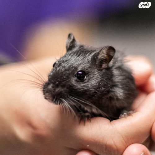 תמונת מודעה - חיות מחמד