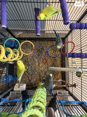 תמונת מודעה - חיות מחמד