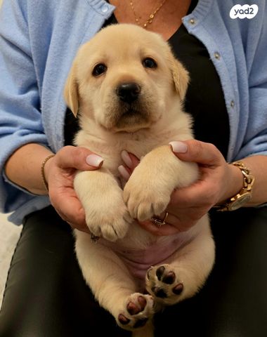 תמונת מודעה - חיות מחמד