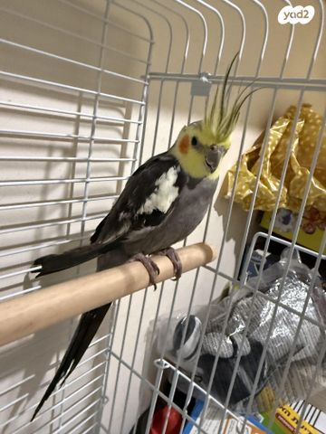 תמונת מודעה - חיות מחמד